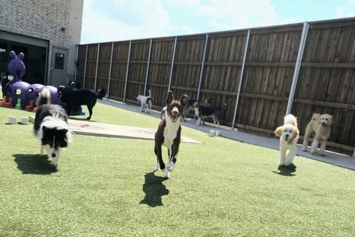 All Dogs Unleashed Dog Training OKC in Oklahoma City - Image 4
