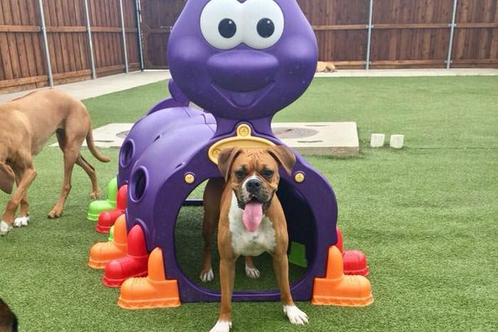 All Dogs Unleashed Dog Training OKC in Oklahoma City - Image 5