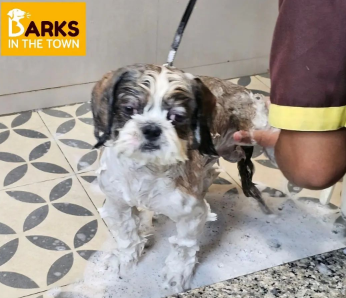 Pet shop In Noida in Gautam Budh Nagar - Image 3