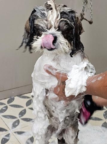 Best Pet spa In Noida in Gautam Budh Nagar - Image 2