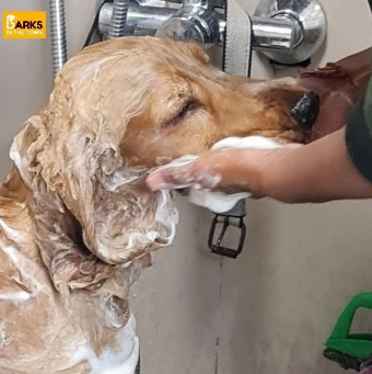 Best Pet spa In Noida in Gautam Budh Nagar - Image 3