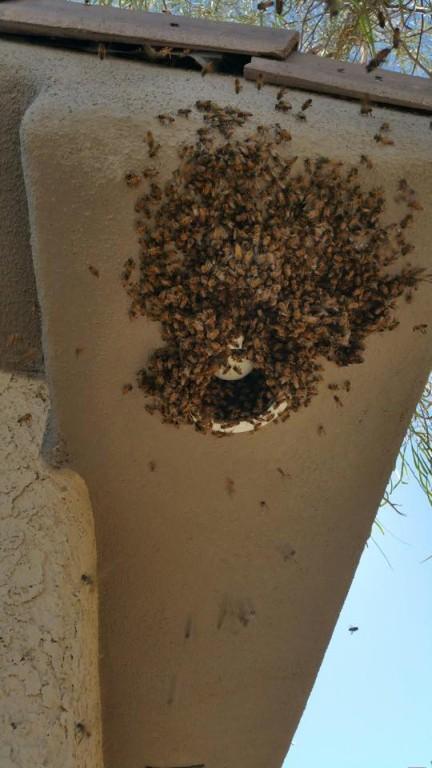 Preventive Pest Control St. George in Saint George - Image 2
