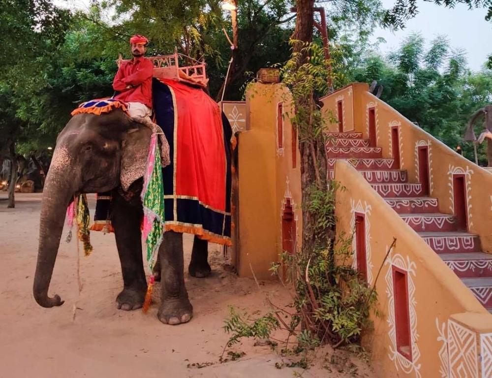 Elephant Ride In Jaipur Your Guide to Ethical and Fun Experience in Jaipur - Image 1