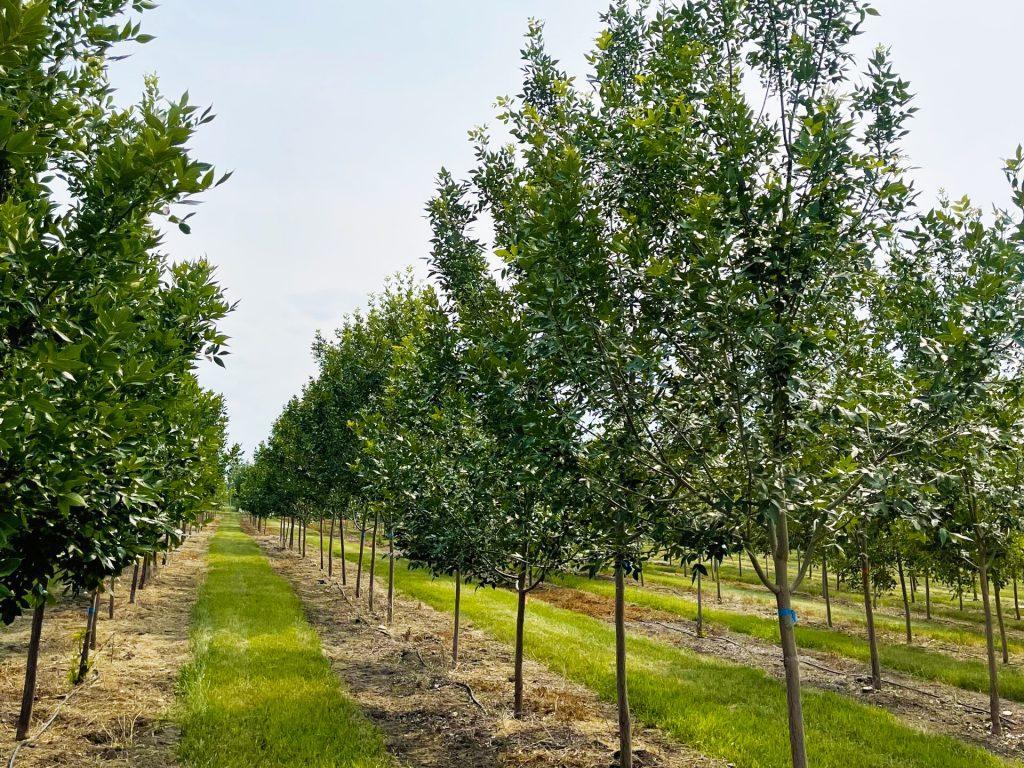 Nursery Labourer in Okotoks - Image 1