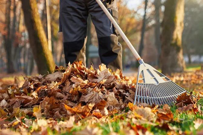Quick Garden Clean-Up Help Needed in United States - Image 1