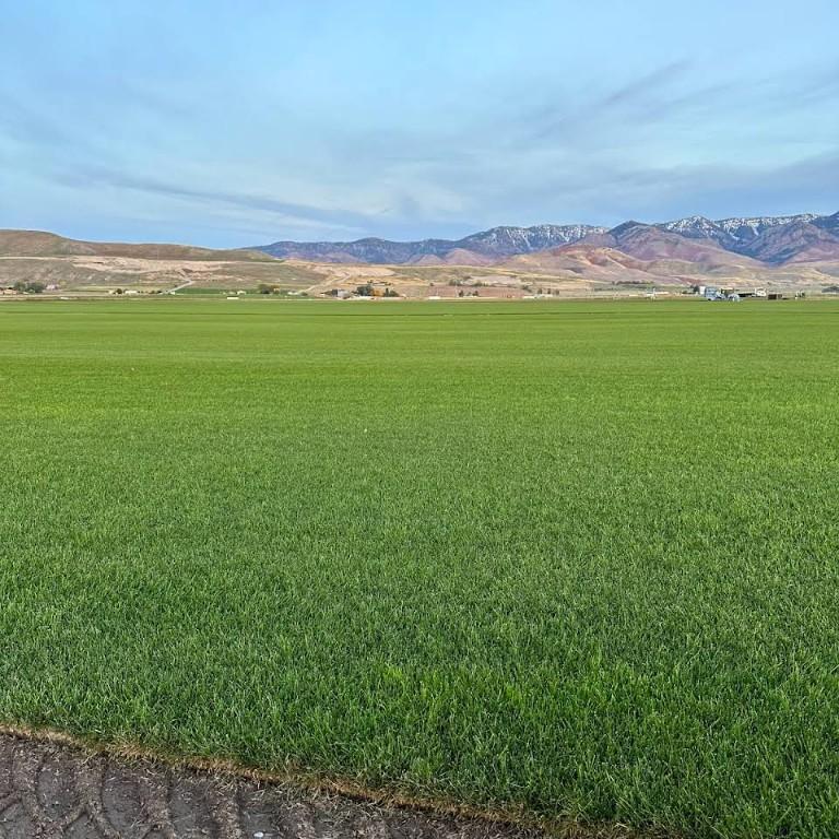 Local Family-Owned Turf Farm in Missoula - Image 3