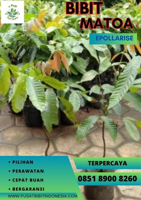 0851 8900 8260 (TSEL) Harga Bibit Matoa Di Medan in Indonesia - Image 1