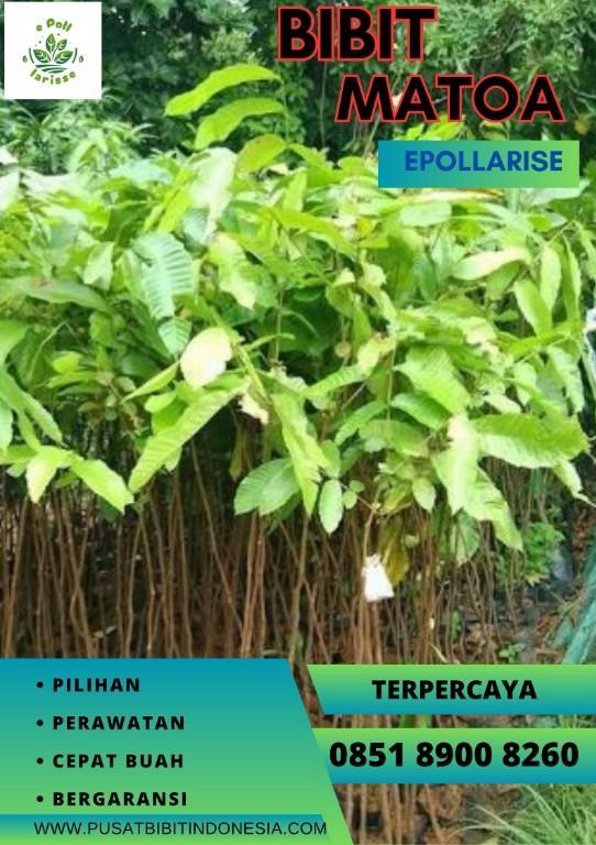 0851 8900 8260 (TSEL) Harga Bibit Matoa Di Medan in Indonesia - Image 5
