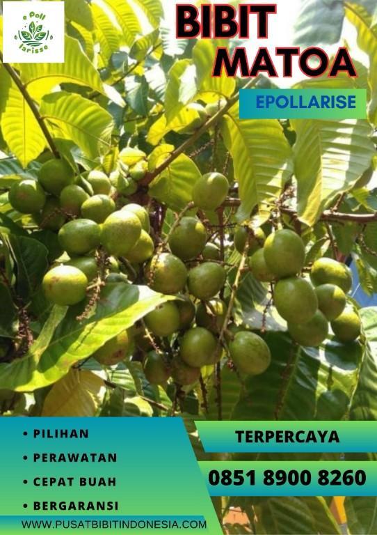 0851 8900 8260 (TSEL) Harga Bibit Matoa Di Medan in Indonesia - Image 6
