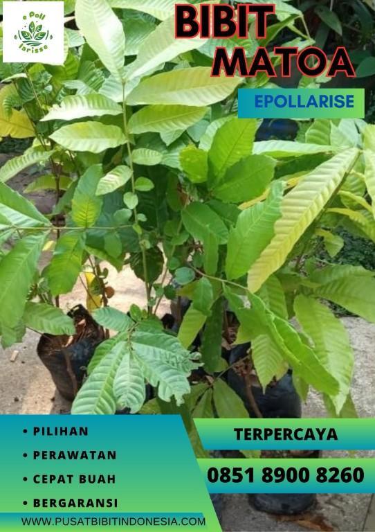 0851 8900 8260 (TSEL) Harga Bibit Matoa Di Medan in Indonesia - Image 3