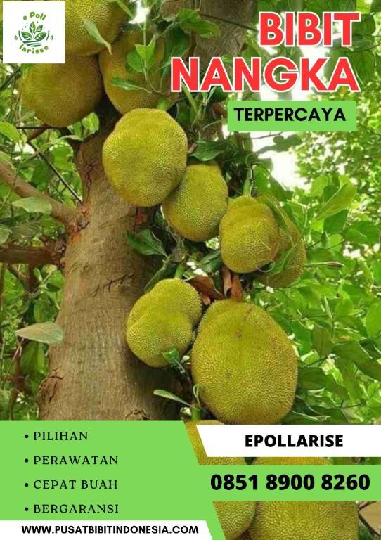 0851 8900 8260 ( Tsel ) e pollarise Bibit Nangka Di Padangg in Indonesia - Image 2