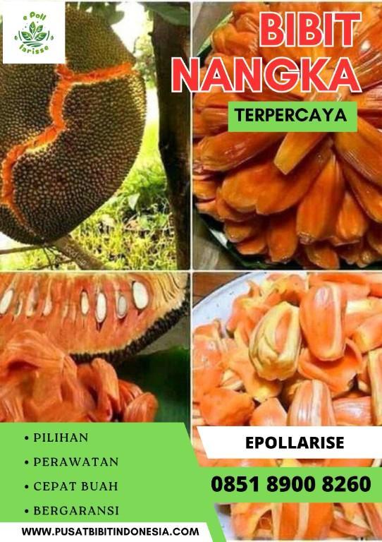 0851 8900 8260 ( Tsel ) e pollarise Bibit Nangka Di Padangg in Indonesia - Image 5