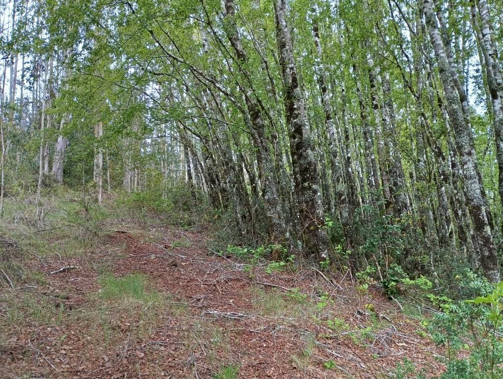 HERMOSAS PARCELAS DESDE 5000 M2 CON ROL , LUZ 15.000.000 en Valdivia - Imagen 2