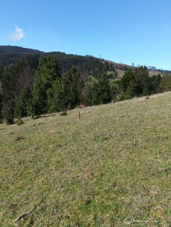 HERMOSAS PARCELAS DESDE 5000 M2 CON ROL , LUZ 15.000.000 en Valdivia - Imagen 4