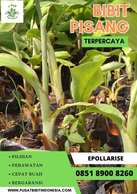 0851 8900 8260 (Tsel) Bibit Pisang Kepok Kuningg in Indonesia - Image 2