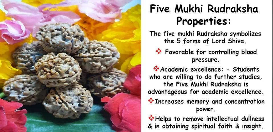 5 MUKHI RUDRAKSH PROPERTIES in Sarang Rimau - Image 1