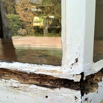 Bad Termite, California in Santa Clarita - Image 6