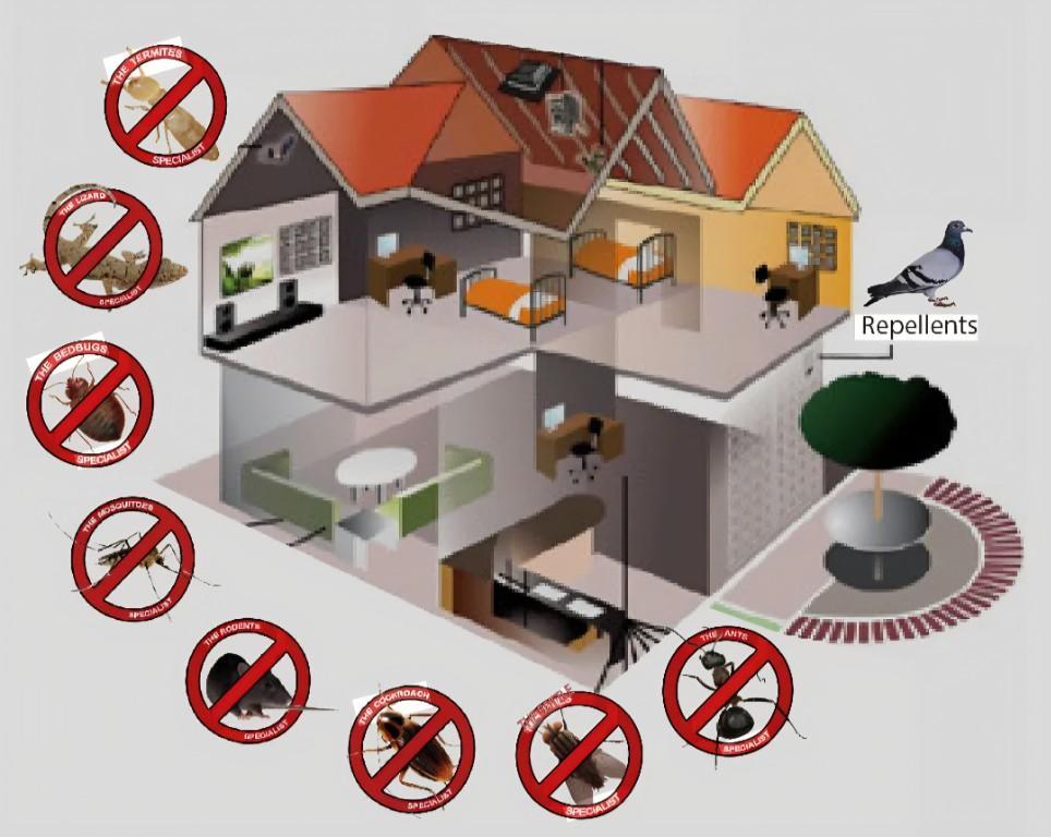 Pest Management in Bellville - Image 2