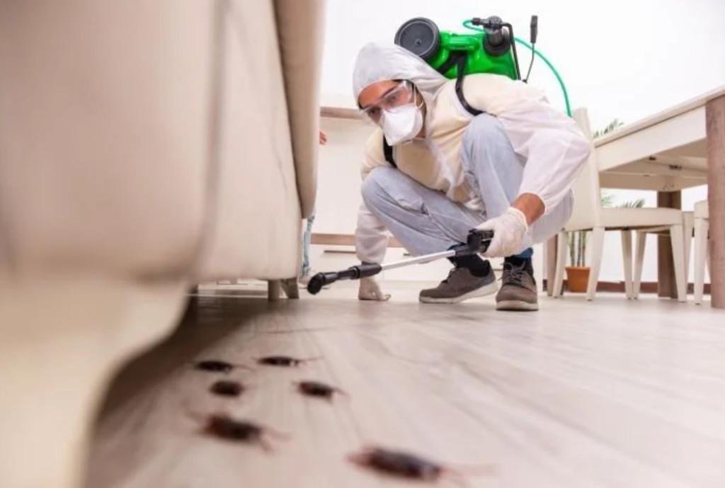 Professional Extermination | Mice, Rats, Bed Bugs, Roaches in Côte-Saint-Luc - Image 3