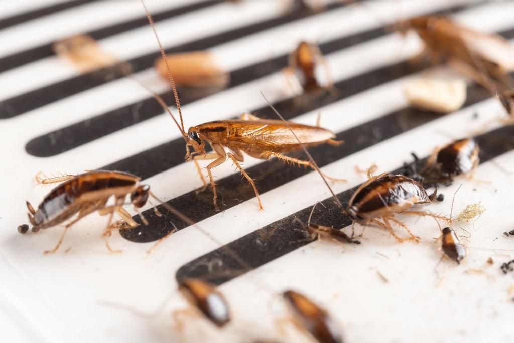 Rodent & Bed Bug Exterminator | Same-Day service in Côte-Saint-Luc - Image 2