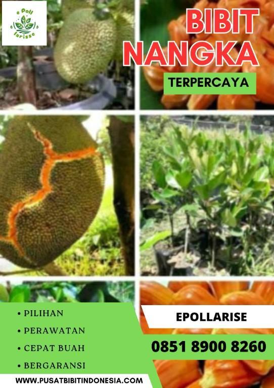 0851 8900 8260 ( Tsel ) e pollarise Bibit Nangka Merahh in Indonesia - Image 5