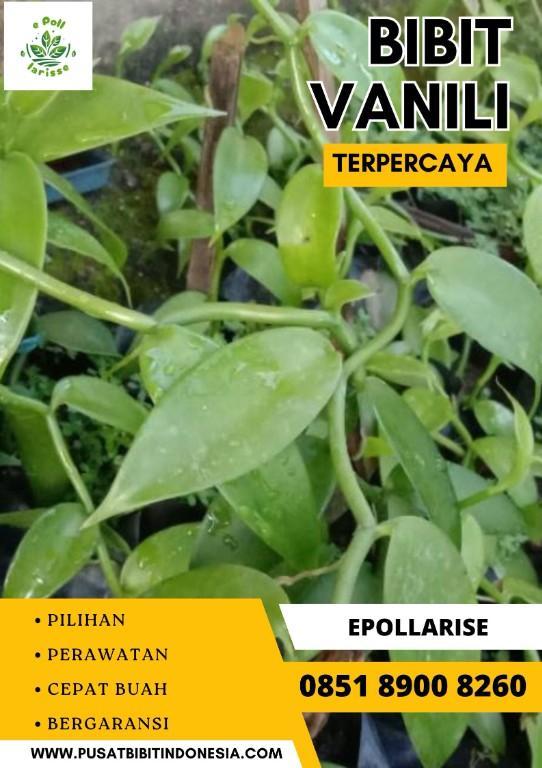 0851.8900.8260 (tsel) e pollarise Bibit Vanili Malangg in Indonesia - Image 1