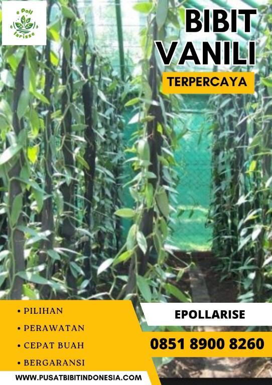 0851.8900.8260 (tsel) e pollarise Bibit Vanili Malangg in Indonesia - Image 8