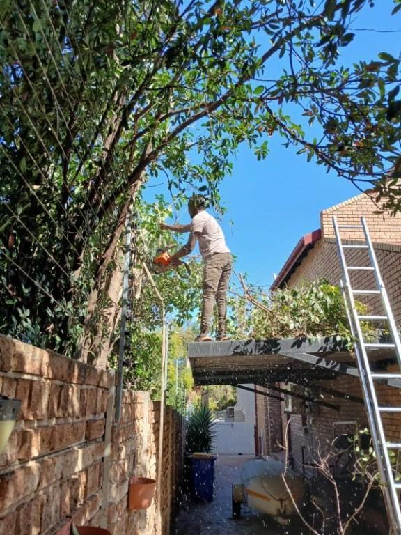 Tree Felling And Rubble Removal in Durban - Image 1