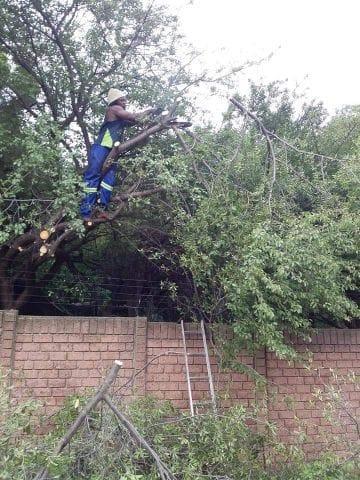 Tree Felling And Rubble Removal in Durban - Image 2