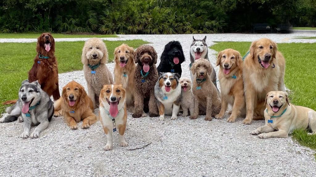 Dog Breeds Guide – Types, Characteristics & Care Tips in Gautam Budh Nagar - Image 1