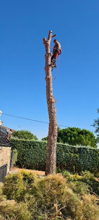 Podas en alturas en Alcobendas - Imagen 4