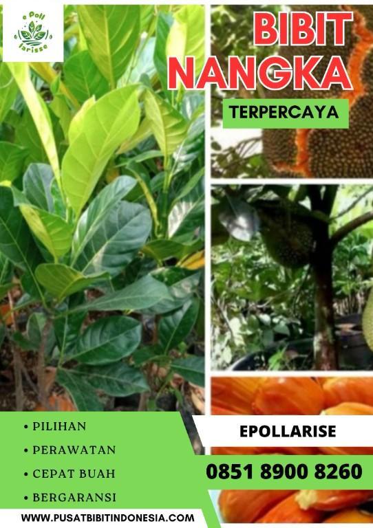 0851 8900 8260 ( Tsel ) e pollarise Bibit Nangka Di Surabayaa in Indonesia - Image 6
