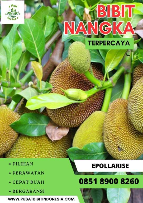 0851 8900 8260 ( Tsel ) e pollarise Bibit Nangka Di Surabayaa in Indonesia - Image 5