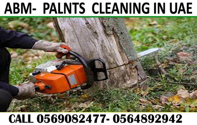 Garden Trees cutting cleaning and Maintenance Contractor in UAE in Kalbā - Image 3