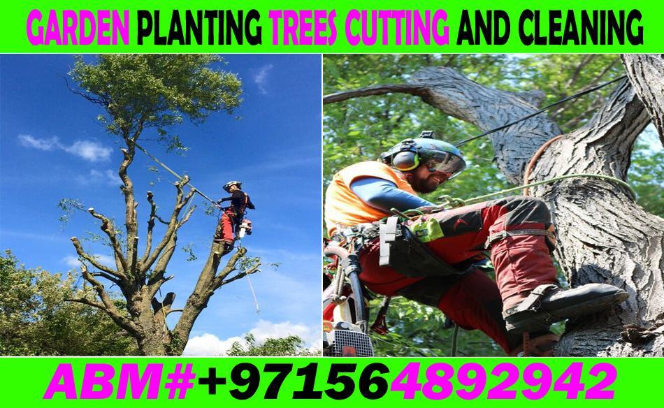 Garden Trees cutting cleaning and Maintenance Contractor in UAE in Kalbā - Image 4