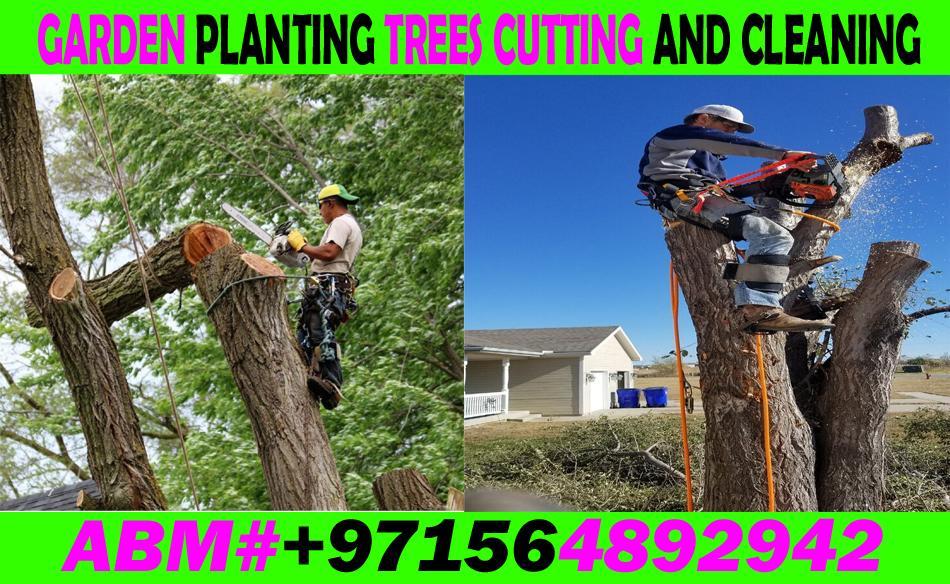 Garden Trees cutting cleaning and Maintenance Contractor in UAE in Kalbā - Image 5