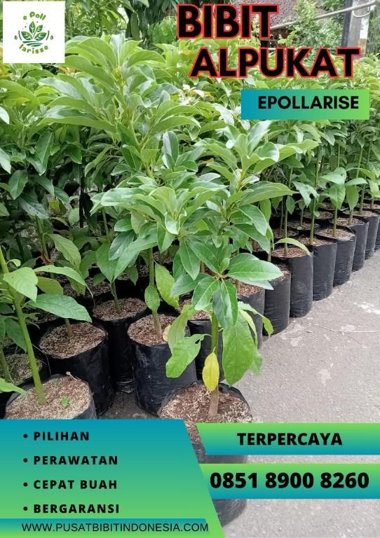0851.8900.8260 (tsel) epollarise Harga Bibit Alpukat Winaa in Indonesia - Image 5