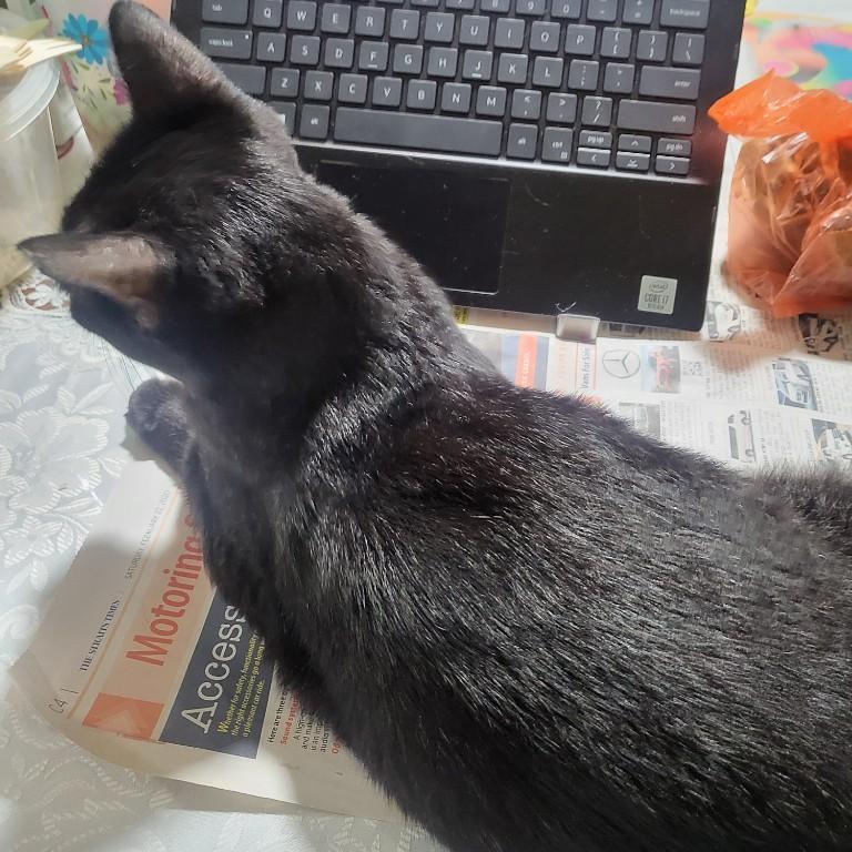 Writing reports / paper / data entry in Singapore - Image 1