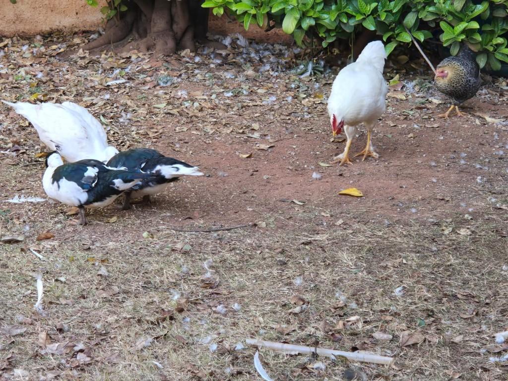 Hourly Guest House Near Me in Roodepoort & Surroundings in South Africa - Image 10