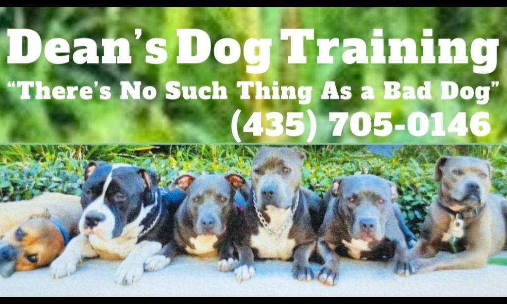 Dog trainer looking to help in Spring Valley - Image 1