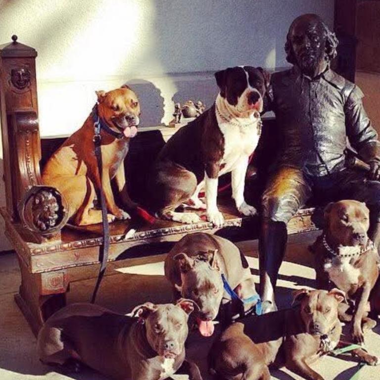 Dog trainer looking to help in Spring Valley - Image 2