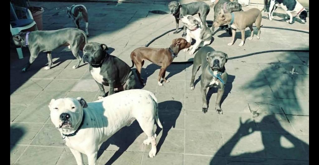 Dog trainer looking to help in Spring Valley - Image 3