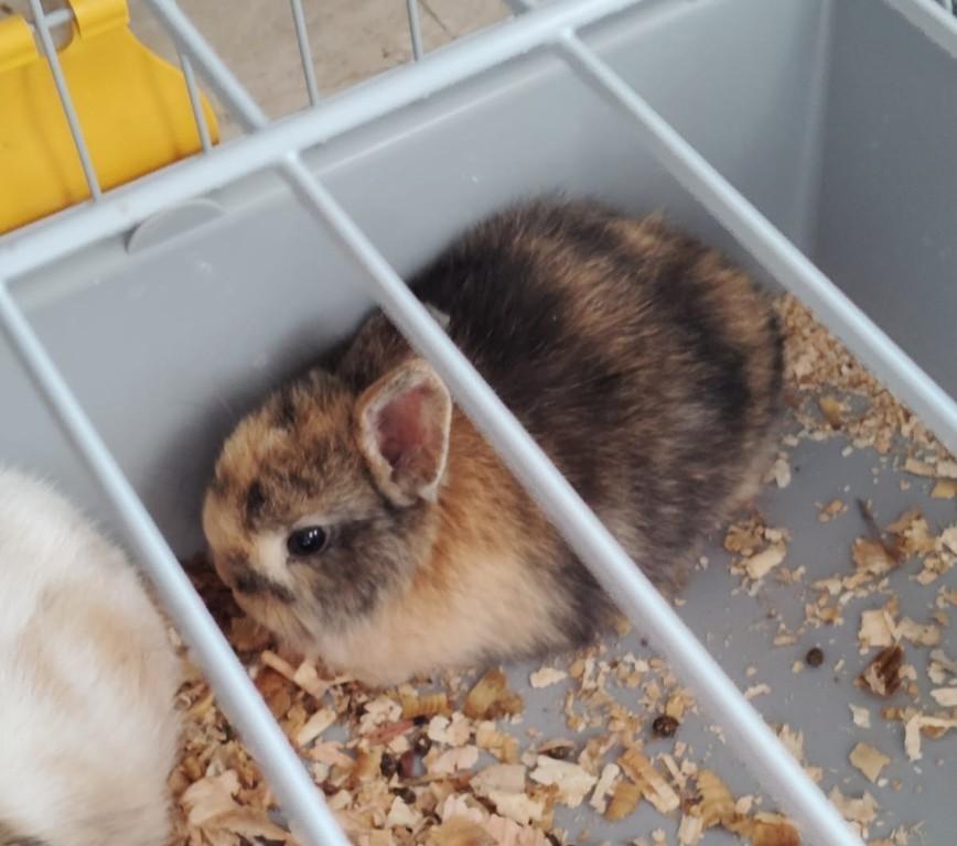 Conejitos enanos en España - Imagen 2