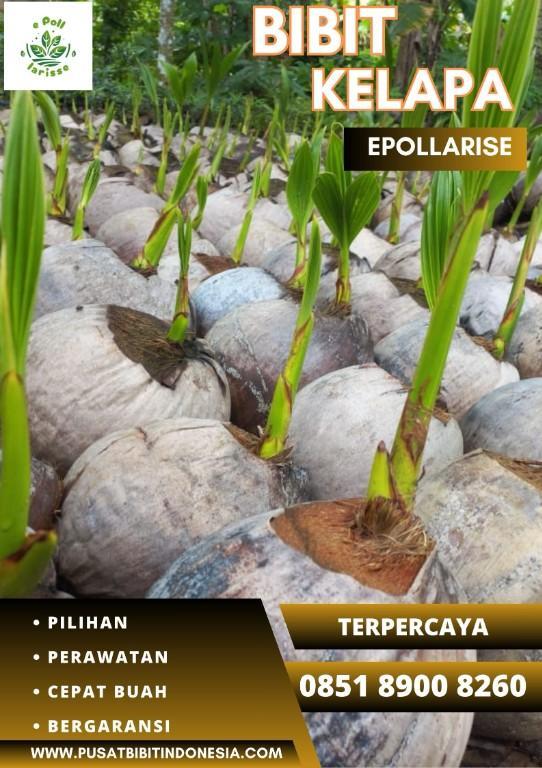 0851.8900.8260 (TSEL) epollarise Bibit Kelapa Hibrida Kalsel in Indonesia - Image 5