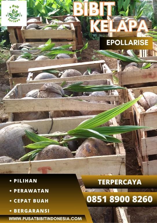 0851.8900.8260 (TSEL) epollarise Bibit Kelapa Hibrida Kalsel in Indonesia - Image 2