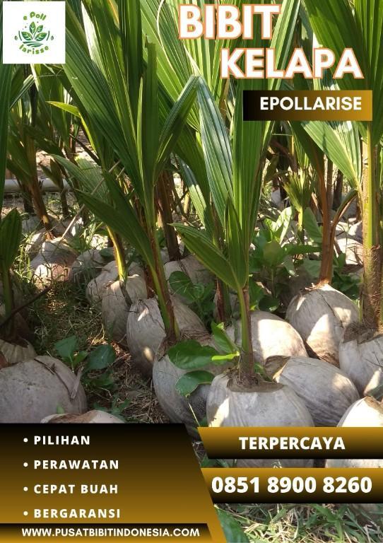 0851.8900.8260 (TSEL) epollarise Bibit Kelapa Hibrida Kalsel in Indonesia - Image 7