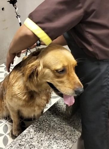 Pet spa In Noida in Gautam Budh Nagar - Image 4