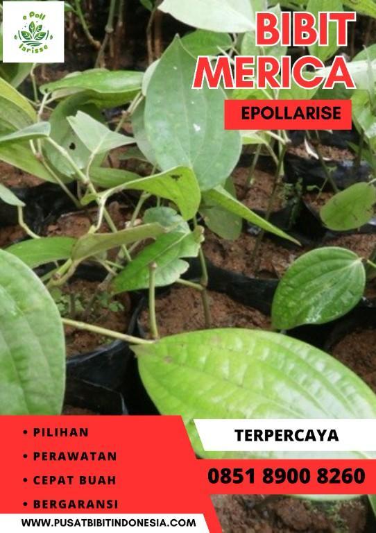 0851.8900.8260 (tsel) epollarise Bibit Lada Hitamm in Indonesia - Image 6