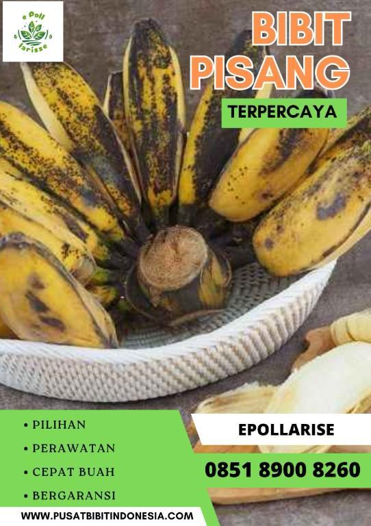 CALL 0851 8900 8260 Jual Bibit Pisang Barangann in Indonesia - Image 1