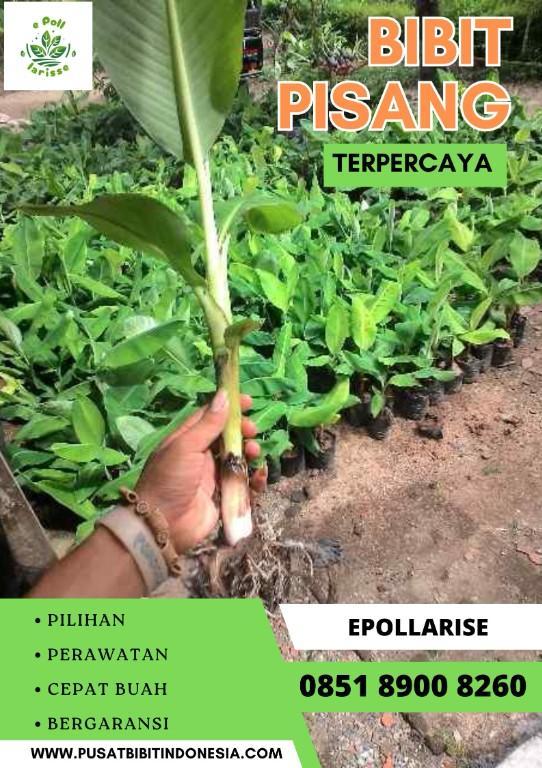 CALL 0851 8900 8260 Jual Bibit Pisang Barangann in Indonesia - Image 2